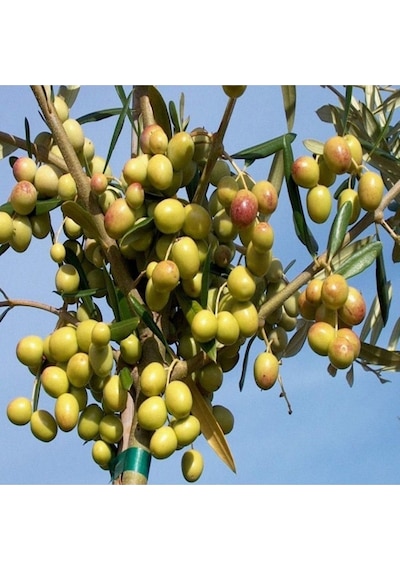 3 Yaş Bol Meyveli Tüplü Arbequina Bodur İspanyol Zeytin Fidanı 150-180 Cm