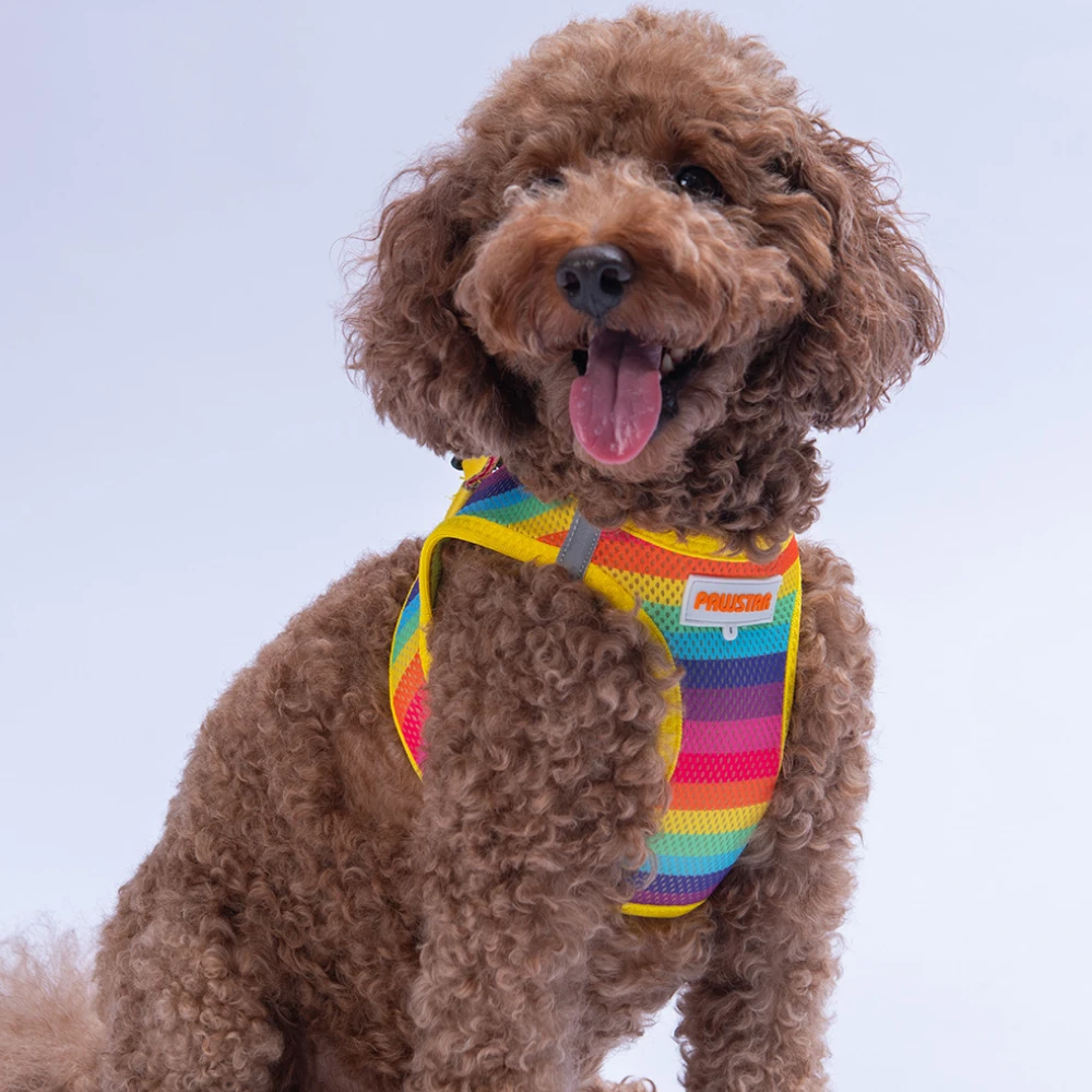 Rainbow Airmesh Kedi Köpek Göğüs Tasması L Çok Renkli