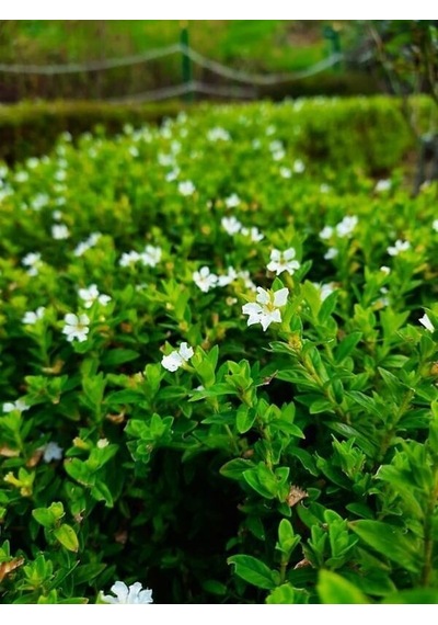 Serada Decor Plant Kufeya Cennet Çiçeği Beyaz - Cuphea Hyssopifolia 20-30cm İç Mekan Bitkileri