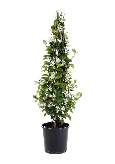 Mis Kokulu Arap Yasemini+alacalı Hedera Hex Sarmaşığı+telgraf Çiçeği 3'lü Set