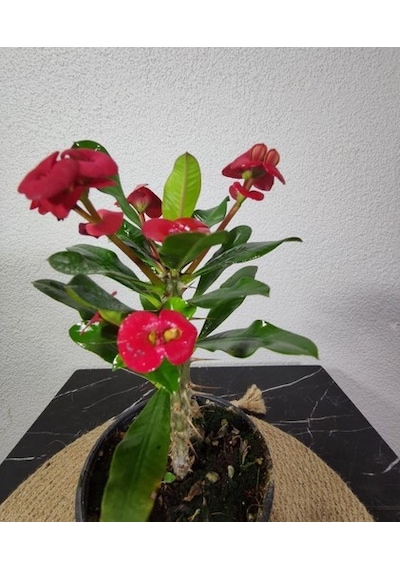 Efhorbia-dikenler Tacı Çiçeği Fidanı Kırmızı 10-20 Cm