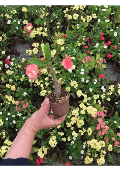Videolu Dikenler Tacı Çiçekli Ithal Tayland Milli 20 40 Cm Saksılı Kaktüs Euphorbia
