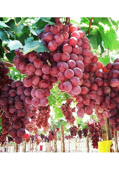 Al Üzüm Red Globe Üzüm Fidanı 60-100 Cm Tüplü
