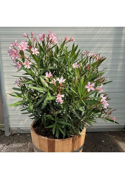 Zakkum Nerium Oleander 60-80 Cm 20 Adet
