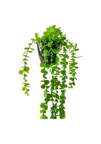 Tr Yapay Çiçek Saksıda Sarkan Okaliptus 80cm Diğer