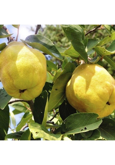 Tüplü Yumuşak Etli Yarıbodur Sulu Ekmek Ayva Fidanı