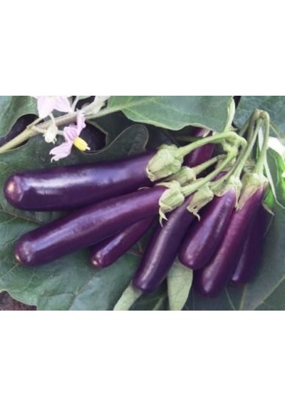 Doğal Long Purple Patlıcan Tohumu 50 Tohum