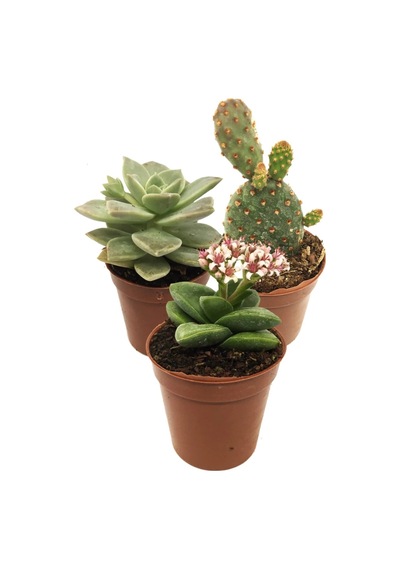 Sukulent Kaktüs Set 3 Adet Mini Saksılı 003