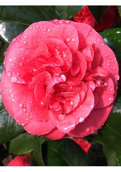 Kamelya Çiçeği - Camelia Japonica Kırmızı