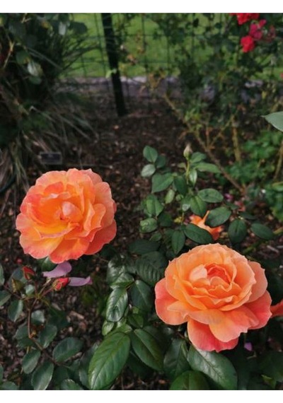 Yediveren Kavuniçi Renginde Gül Fidanı 30 50 Cm 2 Adet Saksılı Aşılı Gül Rose