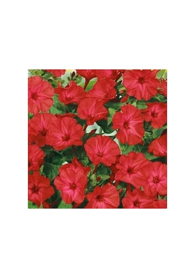 20 Adet Bright Red Akşam Sefası Çiçeği Tohumu