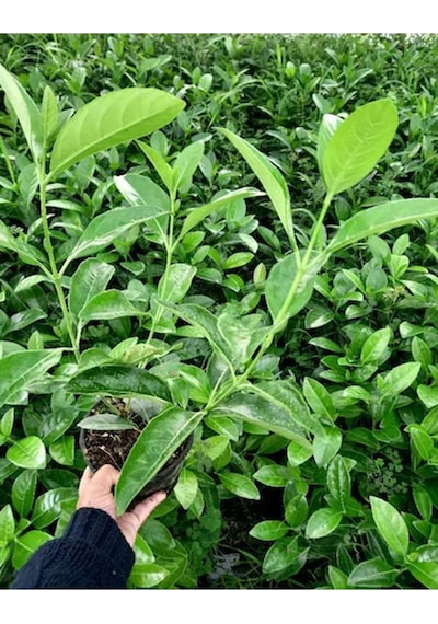 Videolu Dış Mekan 1 Adet Çit Bitkisi Fidanı 50-80cm Saksılı Viburnum Tinus Lucidum
