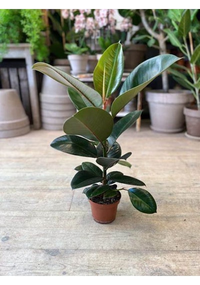 Kauçuk Bitkisi Yeni Açmış Yapraklı Gerçek Canlılık 20-45cm Ficus Elastica