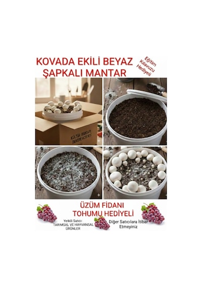Kovada Beyaz Şapkalı Kültür Mantarı Ekili Deneme Kiti