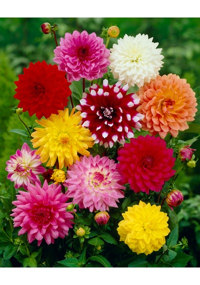 54 Adet Bodur Yıldız Dahlia Çiçeği Yumrusu Karışık12 Renk .yumru Boyu 9 Cm . Yeni Mahsul.çiçekli Boyu 45 Cm.