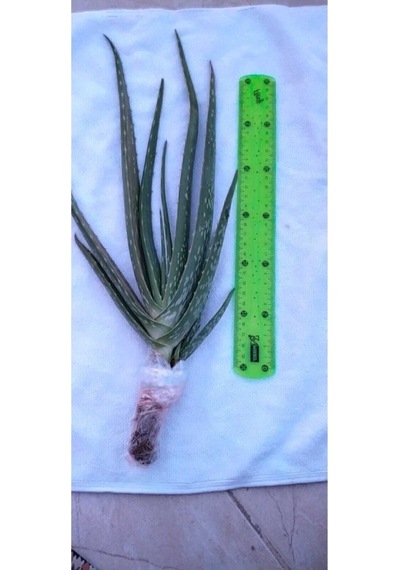 Aloevera Fidanı 3 Adet Saksılı Boy 25-30 Cm