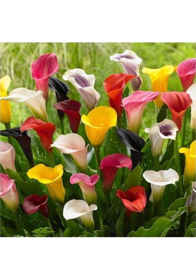 Camtohum Nadir Calla Lily Tohumu Ekim Seti 10 Tohum +Saksı+Toprak+^Hediye