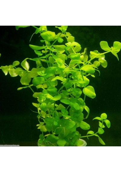 Bacopa Australis 1 Buket