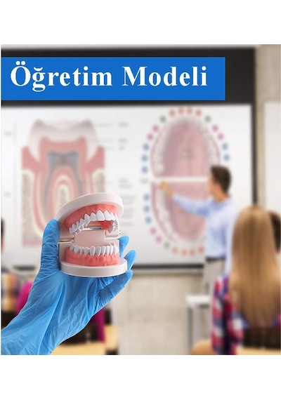 Diş Modeli Anatomisi 1 Paket İnsan Diş Çene Modeli Eğitci Fen Biyoloji Deney Maketi Diş Maketi