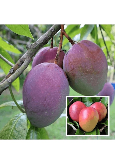 Aşılı Tommy Atkins Mango Fidanı - 2 Yaş - Tüplü 60-70 Cm - Kıpkırmızı Meyveli Dayanıklı Çeşit Hemen Dikime Hazır