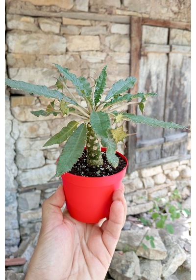 Dorstenia Foetida Özel Tür Nadir İlginç Sukulent 8.5 Cm Kırmızı S