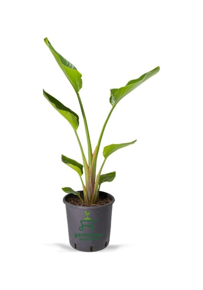 Starliçe Mini Boy 15-30cm Saksılı Ofis Salon Çiçeği Cennet Kuşu Çiçeği