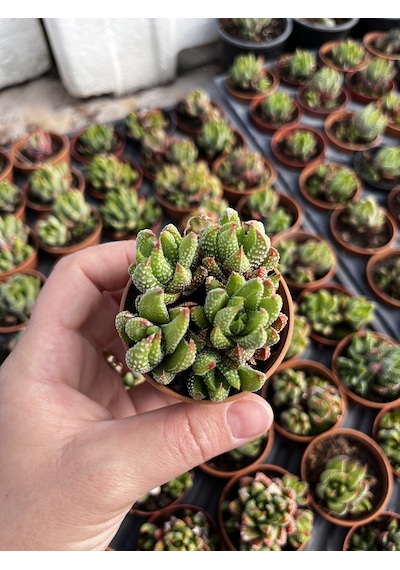 Haworthia Mini Bodur Tür 1 Adet