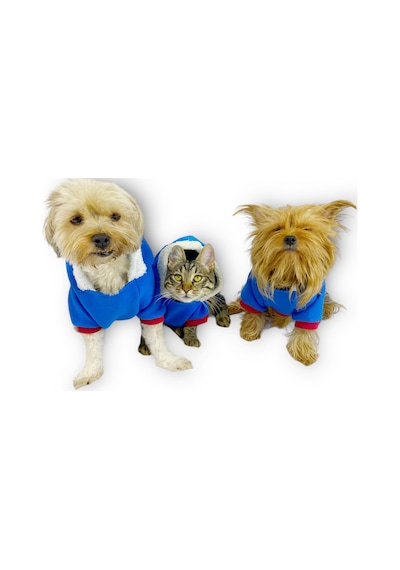 Kemique Sweet Blue Rabbit Sweatshirt Kapşonlu Kedi Kıyafeti