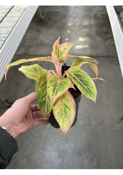 Aglaonema 'Salmon Fantasy' (Çin Herdemyeşili) Ø12 CM Y25-30 CM