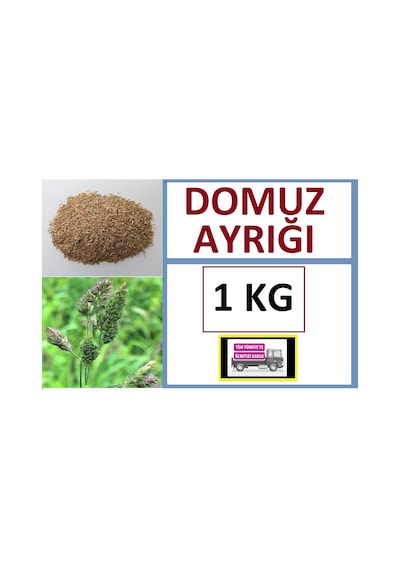 Domuz Ayrığı Tohumu 1 KG Ayrık Otu Tohumu Dactylis Glomerata