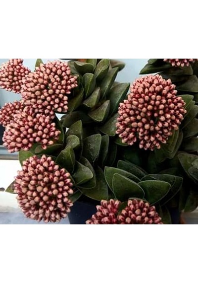 Crassula Springtime Katmer Çiçekli Sukulent 5.5cm Saksıda