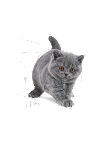Royal Canin British Shorthair Yetişkin Kedi Maması 2 KG