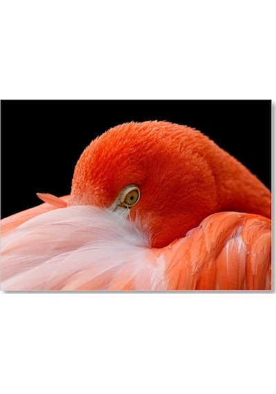 Cakasepetim Amerikan Flamingosu Siyah Arka Plan Ahşap Mdf Tablo