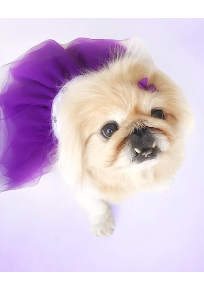Eflatun Sevimli Fare Tütülü Köpek Elbisesi, Kıyafeti Tutu