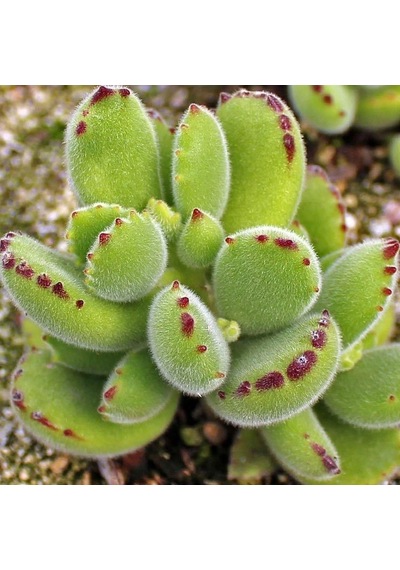 Serada Decor Plant Cotyledon Tomentosa Sukulent Bitki Ayı Pençesi