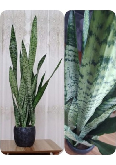 Paşa Kılıcı Fidesi Fidanı Sansevieria 10-20 Cm