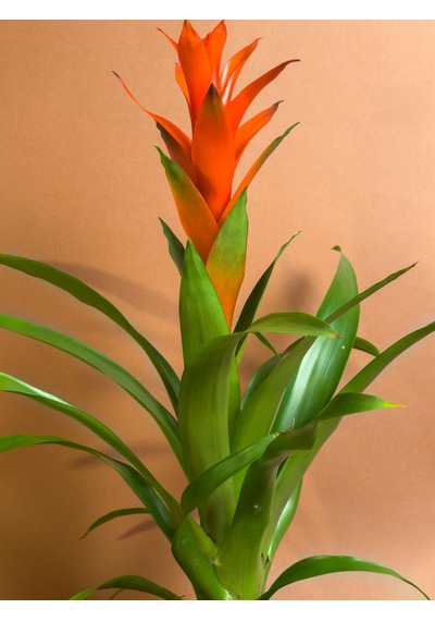 Guzmania 46 Cm Kırmızı Gösterişli Çiçekli Form
