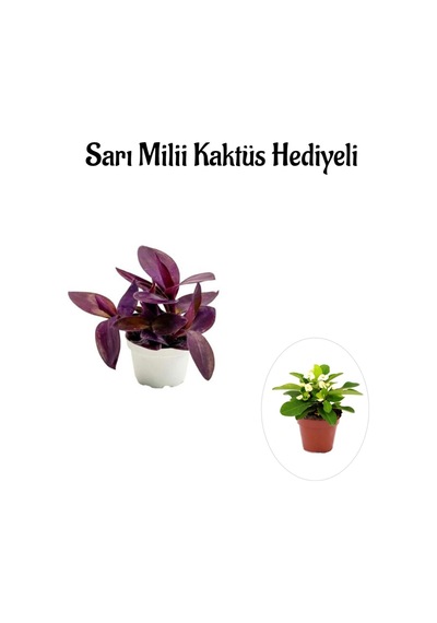 Hediyelik Mor Telgraf- Kara Sevda Çiçeği Sevgililer Gününe Özel Sarı Milii Hediyeli