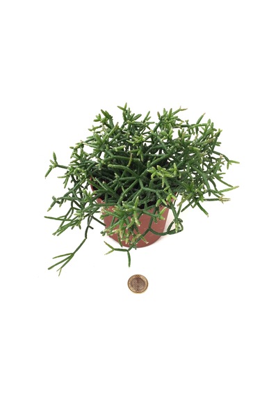 Rhipsalis Heteroclada Ø12 CM Y15-20 CM