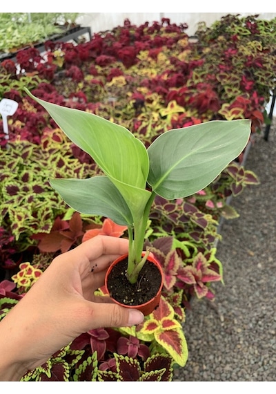 Mini Saksıda Starliçe Cennet Kuşu Çiçeği 5 15 Cm 1 Adet Salon Bitkisi Strelitzia Nicolai