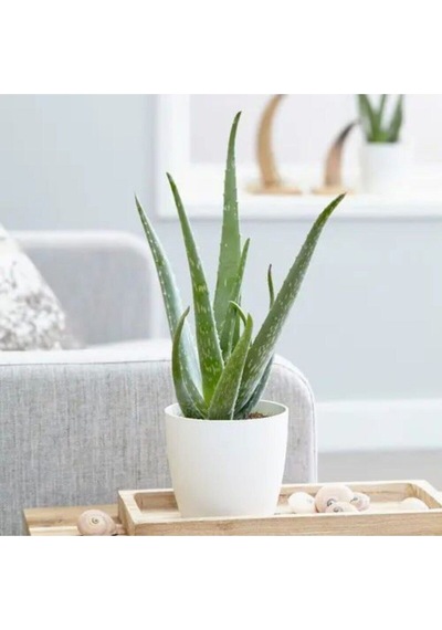 Çok Avantajlı Bol Yavrulu Aloe Vera Bitkisi 40-60 Cm