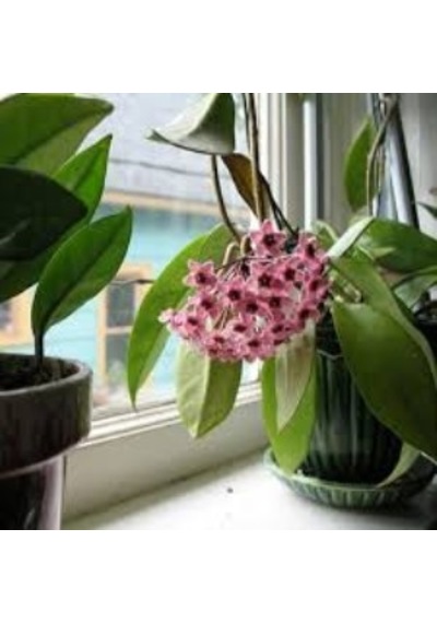 Hoya Carnosa Crinkle 8 White Kokulu Mum Çiçeği 10-20 Cm
