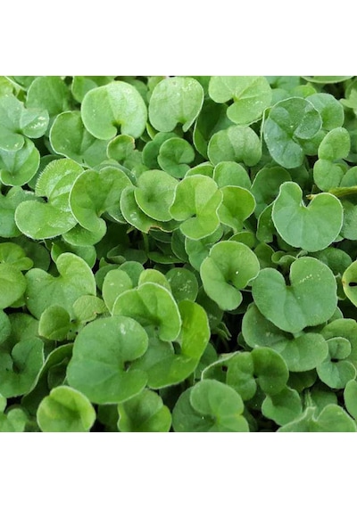 Dichondra Repens Fare Kulağı Çim Tohumu 250 GR