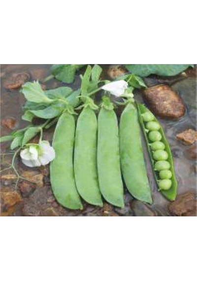 Bezelye Tohumu - Aksel 10 Gr