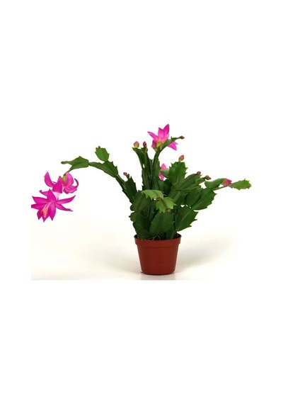 Hediyelik 1 Adet Yılbaşı Çiçeği Fidanı 5-25cm Saksılı Christmas Flower