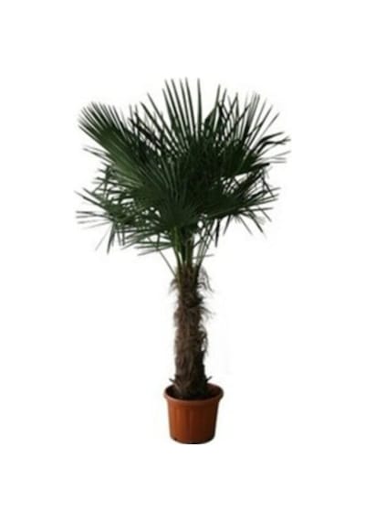Washingtonia Robusta Palmiye Ağacı Tohumu 3 Adet Tohum