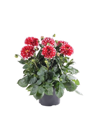 Dahlia Çiçeği Tohumu Ekim Seti 5 Tohum + Saksı+Toprak+