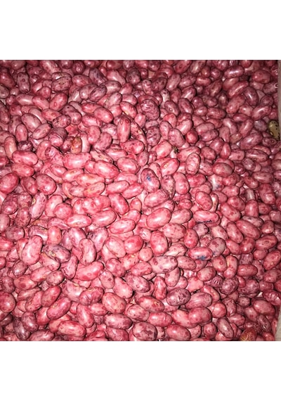 Gina Oturak Fasulye Tohumu 100 GR N114581
