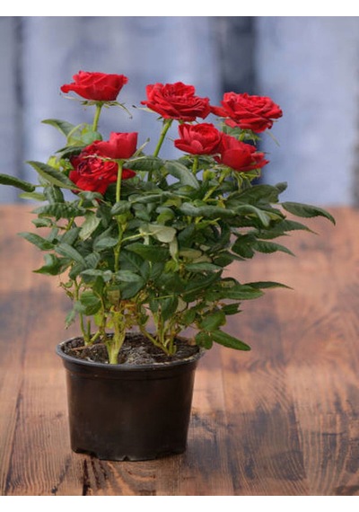 Videolu Yediveren Fuji Kokulu Gül Fidanı 30-65 Cm Saksılı Aşılı Gül Rose Bush