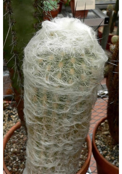 Kaktüs Espostoa Lanata